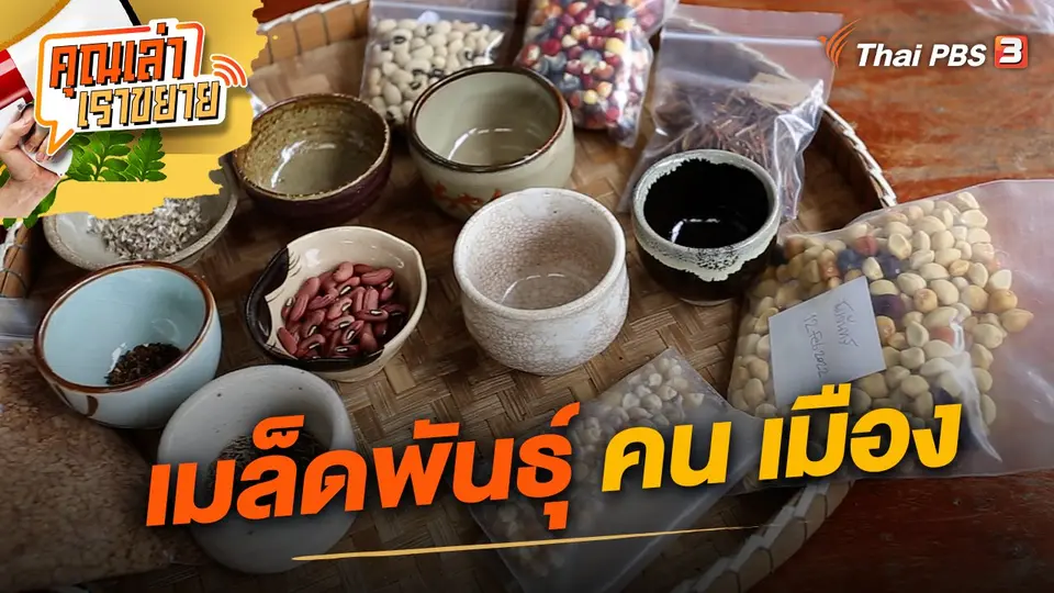 เมล็ดพันธุ์ คน เมือง