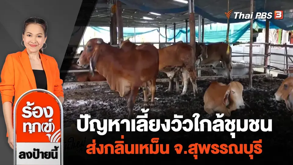 ปัญหาเลี้ยงวัวใกล้ชุมชน ส่งกลิ่นเหม็น จ.สุพรรณบุรี