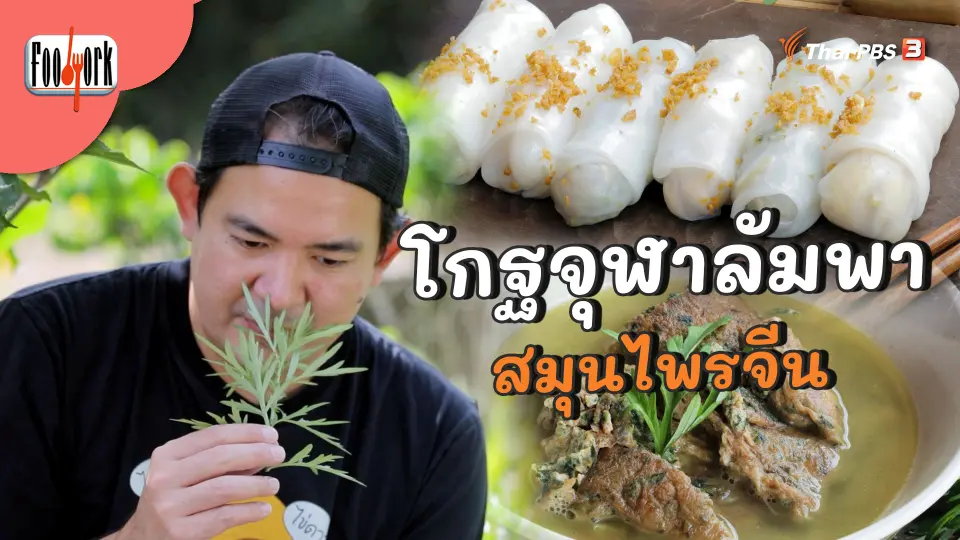 สมุนไพรจีนสารพัดประโยชน์ โกฐจุฬาลัมพา
