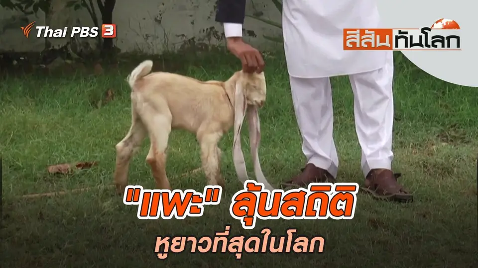 "แพะ" ลุ้นสถิติหูยาวที่สุดในโลก | สีสันทันโลก | 16 ก.ค. 65