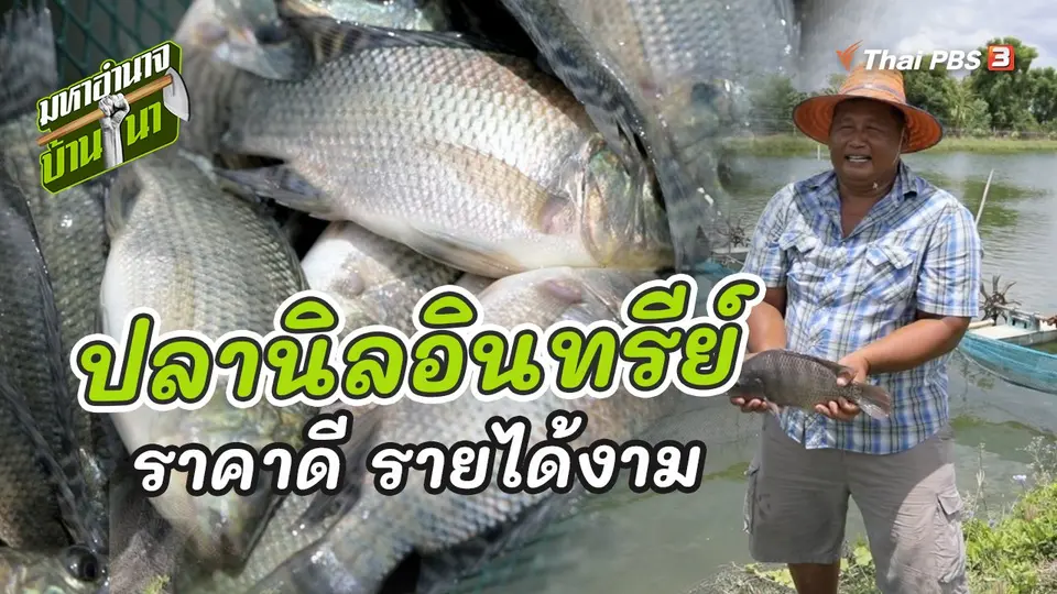 ปลานิลอินทรีย์ ราคาดี รายได้งาม