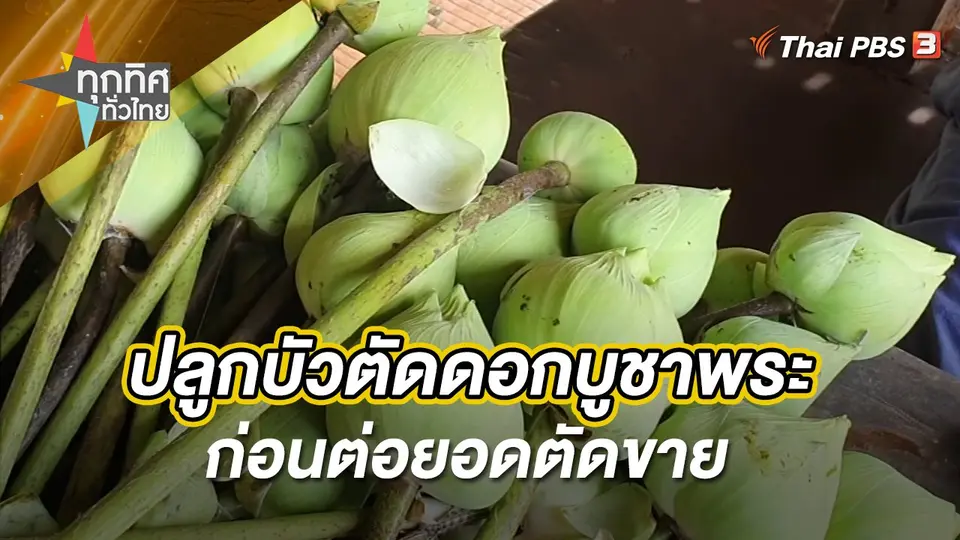 ทุกทิศทั่วไทย