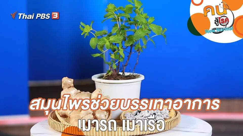 สมุนไพรช่วยบรรเทาอาการ เมารถ เมาเรือ