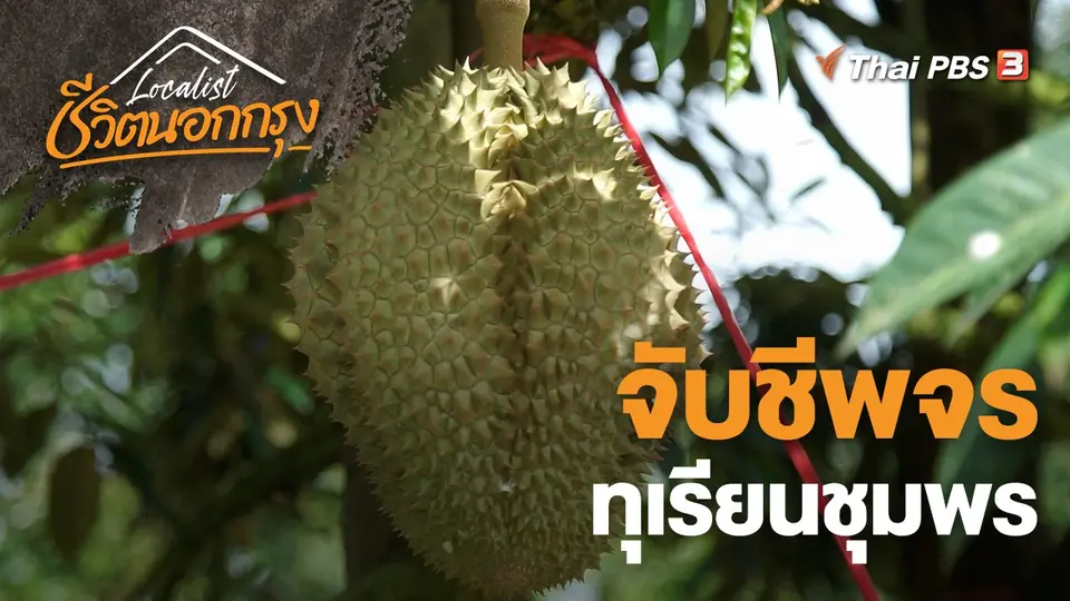 จับชีพจรทุเรียนชุมพร