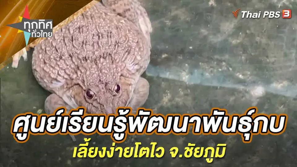 ศูนย์เรียนรู้พัฒนาพันธุ์กบเลี้ยงง่ายโตไว จ.ชัยภูมิ
