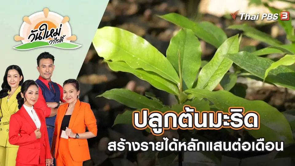 ปลูกต้นมะริด สร้างรายได้หลักแสนต่อเดือน | วันใหม่วาไรตี้ | 23 ธ.ค. 65