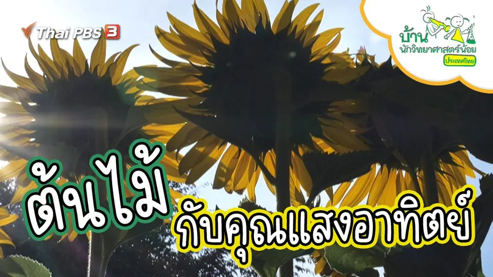 ต้นไม้กับคุณแสงอาทิตย์