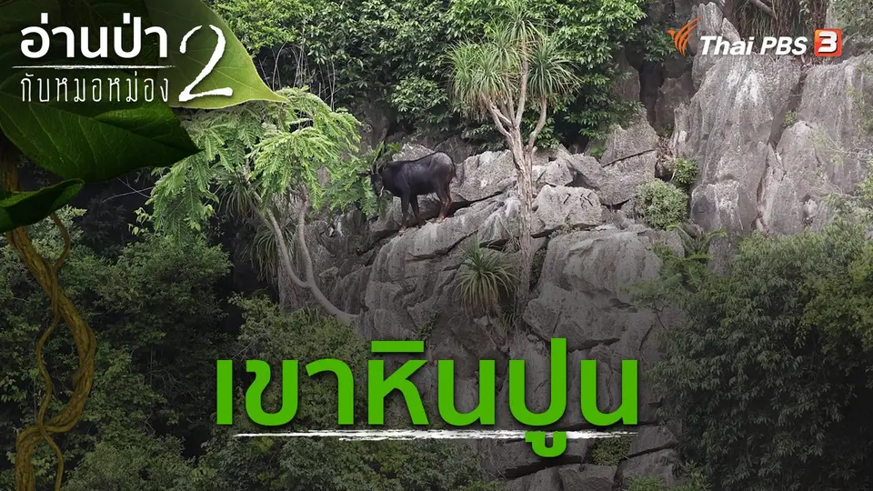 อ่านป่ากับหมอหม่อง