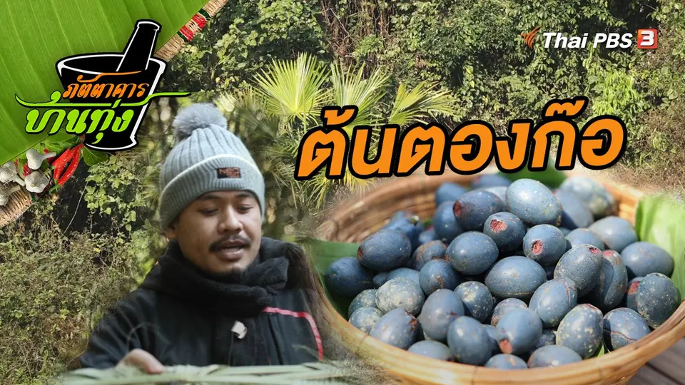 ต้นตองก๊อ