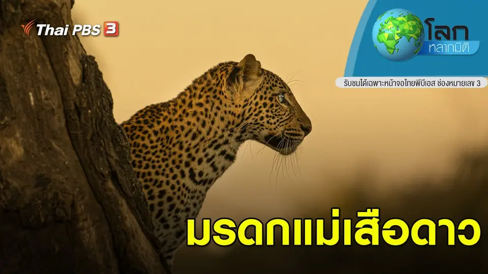 โลกหลากมิติ