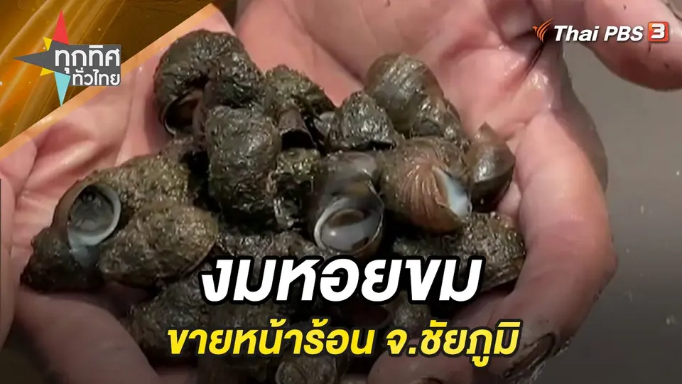งมหอยขมขายหน้าร้อน จ.ชัยภูมิ