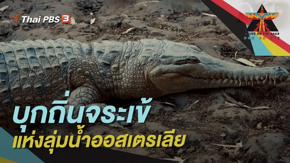 บุกถิ่นจระเข้แห่งลุ่มน้ำออสเตรเลีย