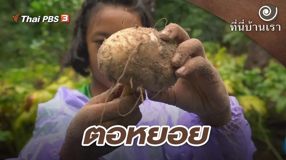 ตอหยอย