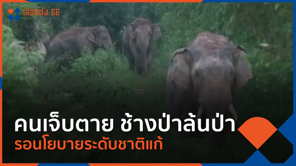คนเจ็บตาย ช้างป่าล้นป่า รอนโยบายระดับชาติแก้