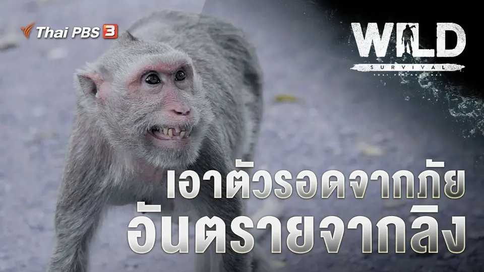 WILD SURVIVAL