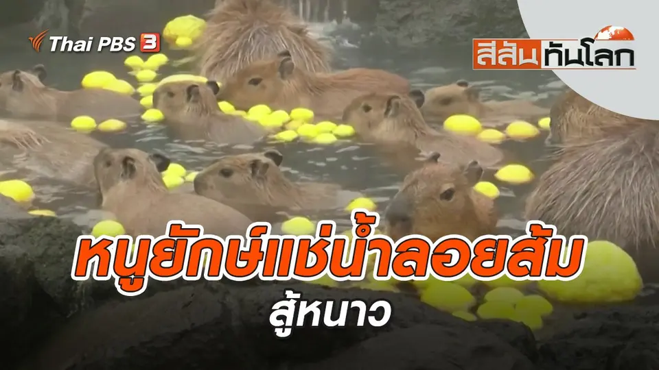 หนูยักษ์แช่น้ำลอยส้มสู้หนาว | สีสันทันโลก | 1 ม.ค. 66