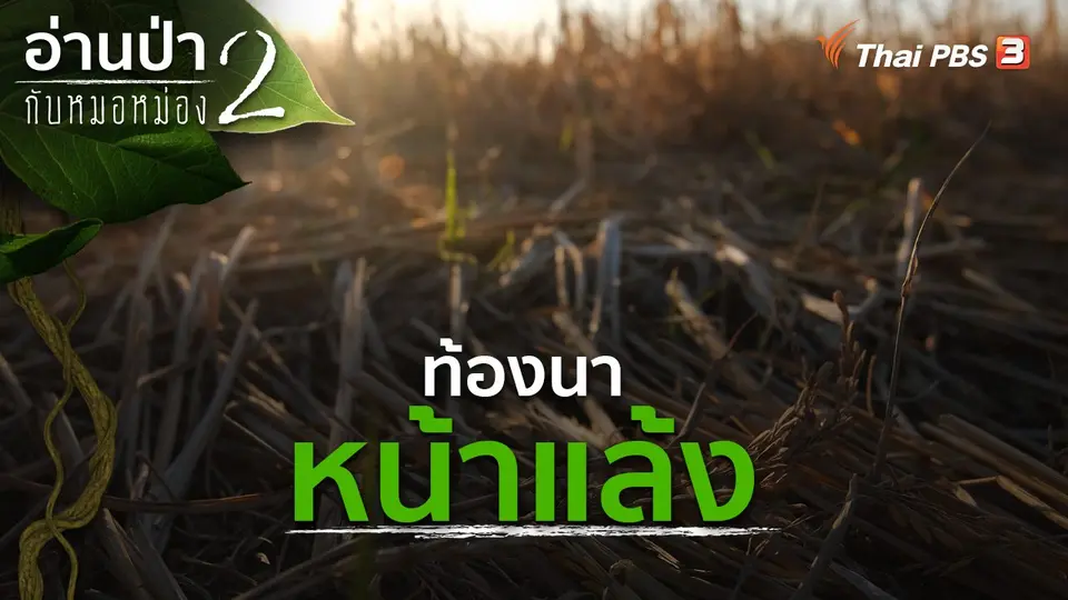 อ่านป่ากับหมอหม่อง