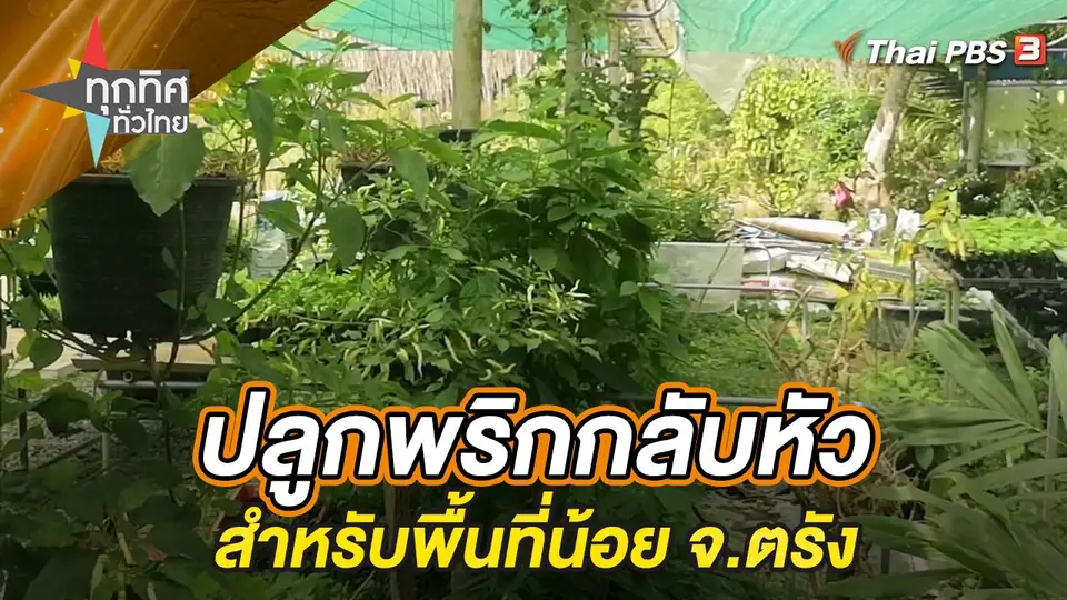 ปลูกพริกกลับหัวสำหรับพื้นที่น้อย จ.ตรัง