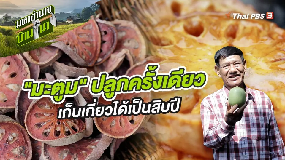 มหาอำนาจบ้านนา