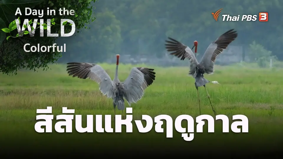 สีสันแห่งฤดูกาล