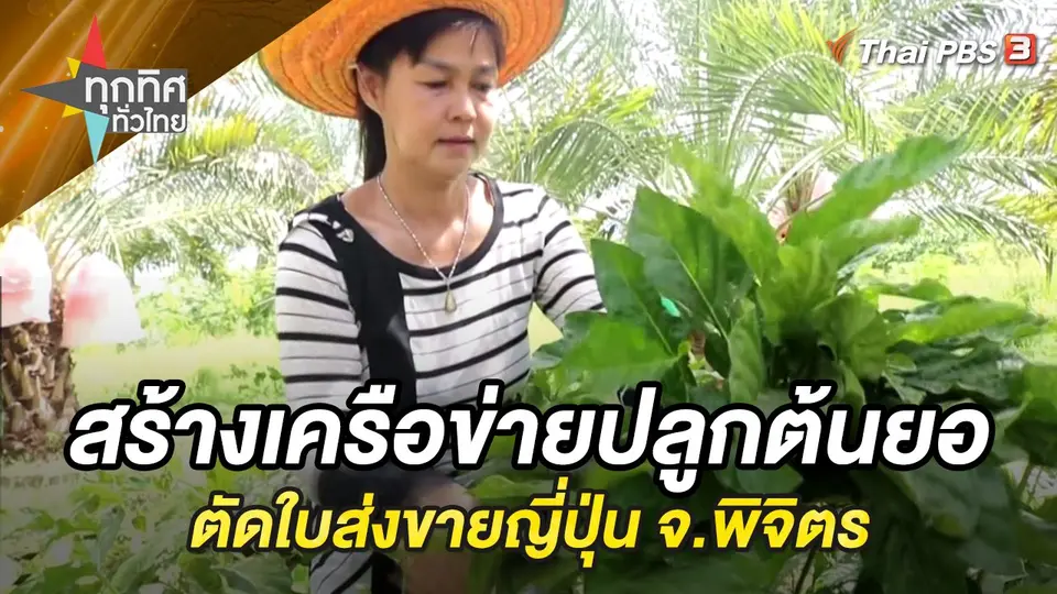 สร้างเครือข่ายปลูกต้นยอตัดใบส่งขายญี่ปุ่น จ.พิจิตร