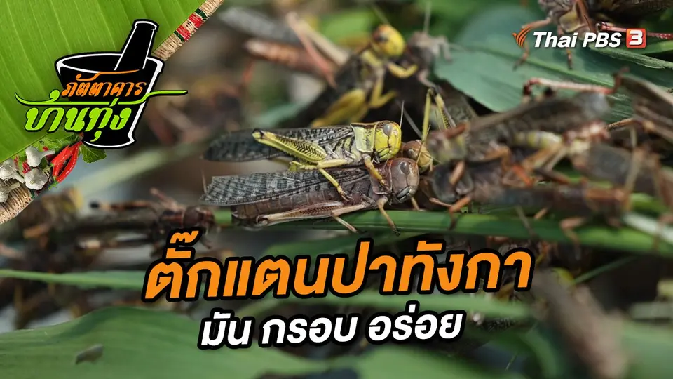 ตั๊กแตนปาทังกา