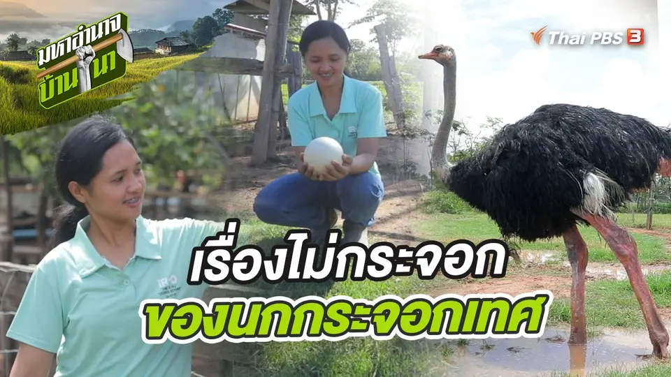 เรื่องไม่กระจอกของนกกระจอกเทศ