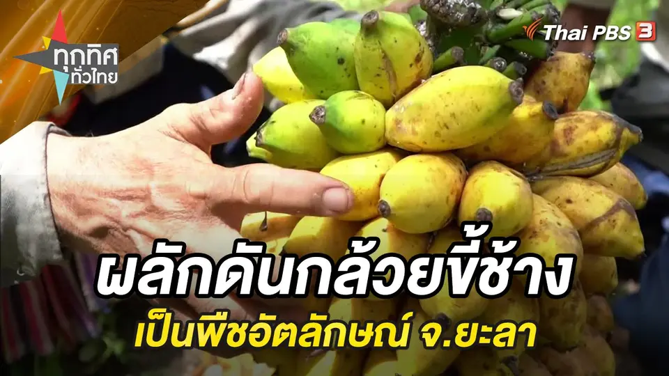 ผลักดันกล้วยขี้ช้างเป็นพืชอัตลักษณ์ จ.ยะลา