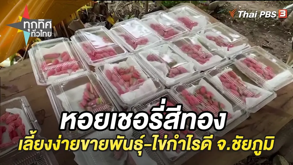 หอยเชอรี่สีทอง เลี้ยงง่ายขายพันธุ์-ไข่กำไรดี จ.ชัยภูมิ
