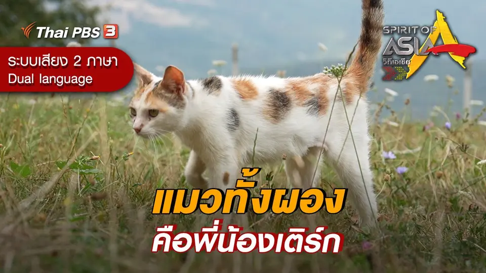 แมวทั้งผองคือพี่น้องเติร์ก