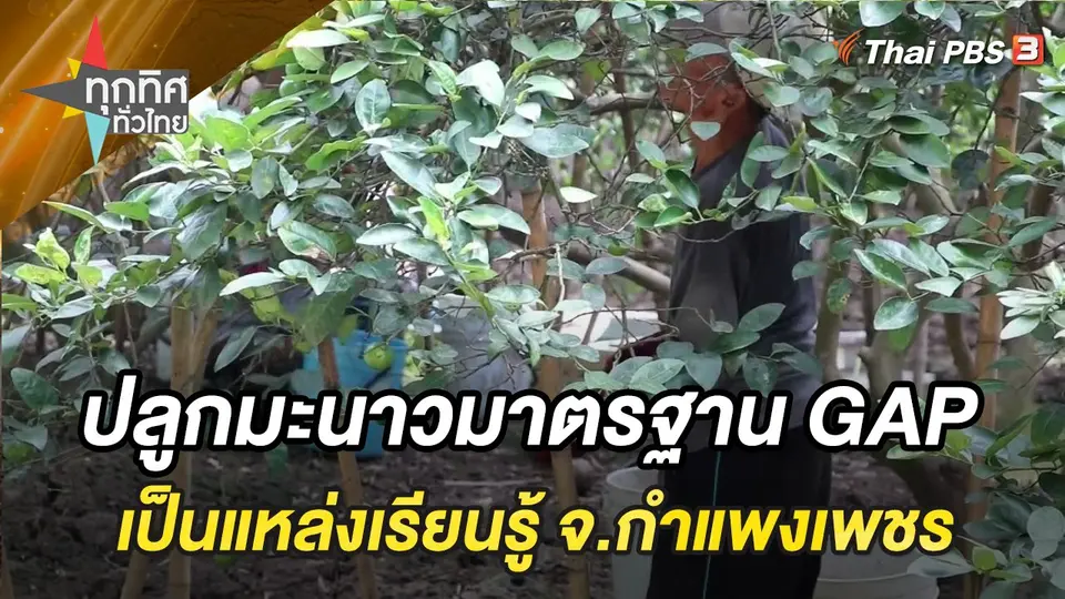 ปลูกมะนาวมาตรฐาน GAP เป็นแหล่งเรียนรู้ชุมชน จ.กำแพงเพชร
