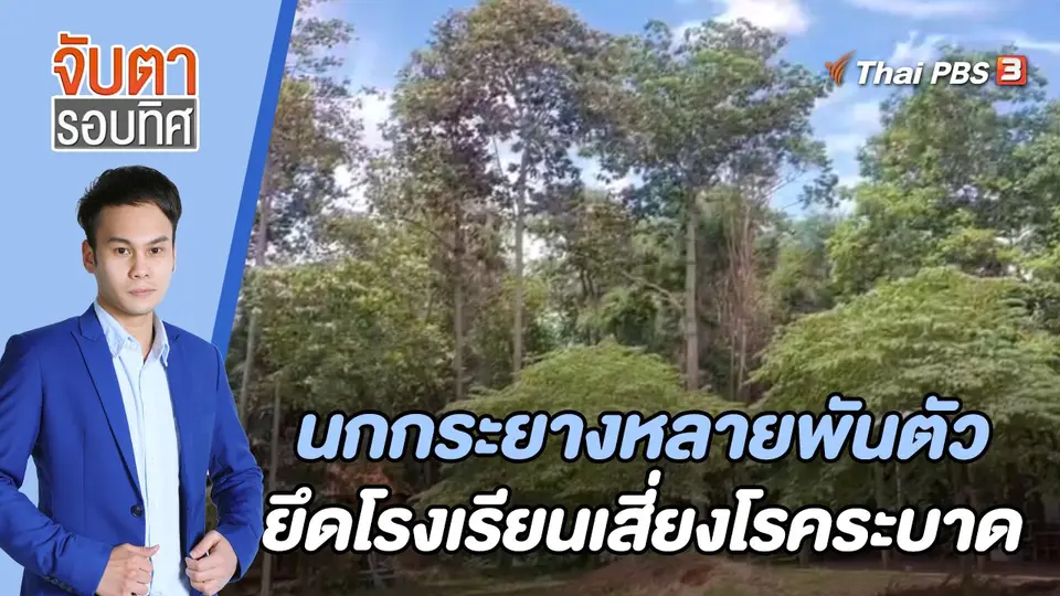 นกกระยางหลายพันตัวยึดโรงเรียนเสี่ยงโรคระบาด | 27 มิ.ย. 66