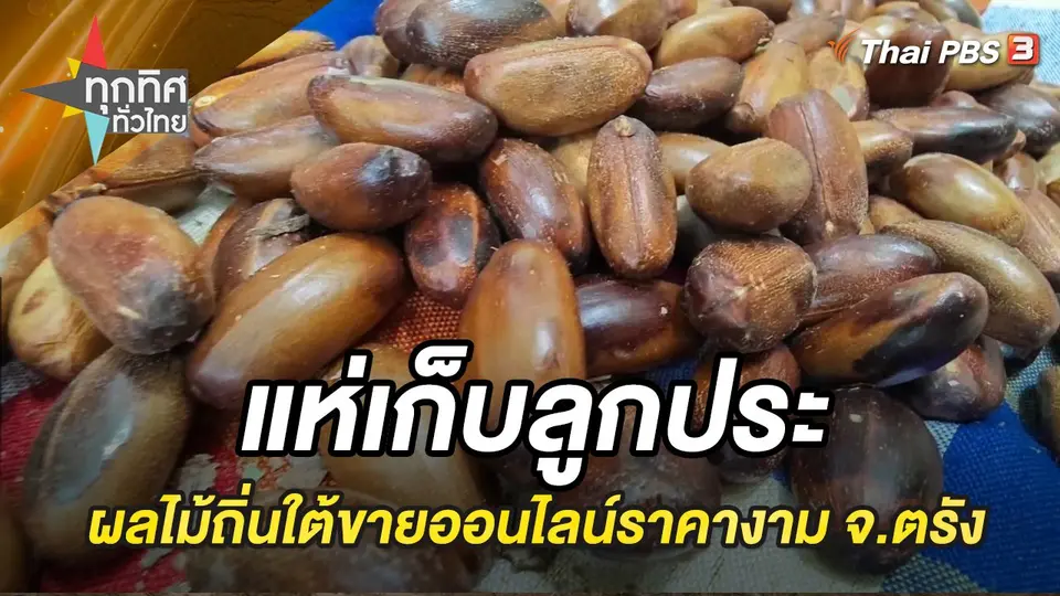 แห่เก็บลูกประ ผลไม้ถิ่นใต้ขายออนไลน์ราคางาม จ.ตรัง