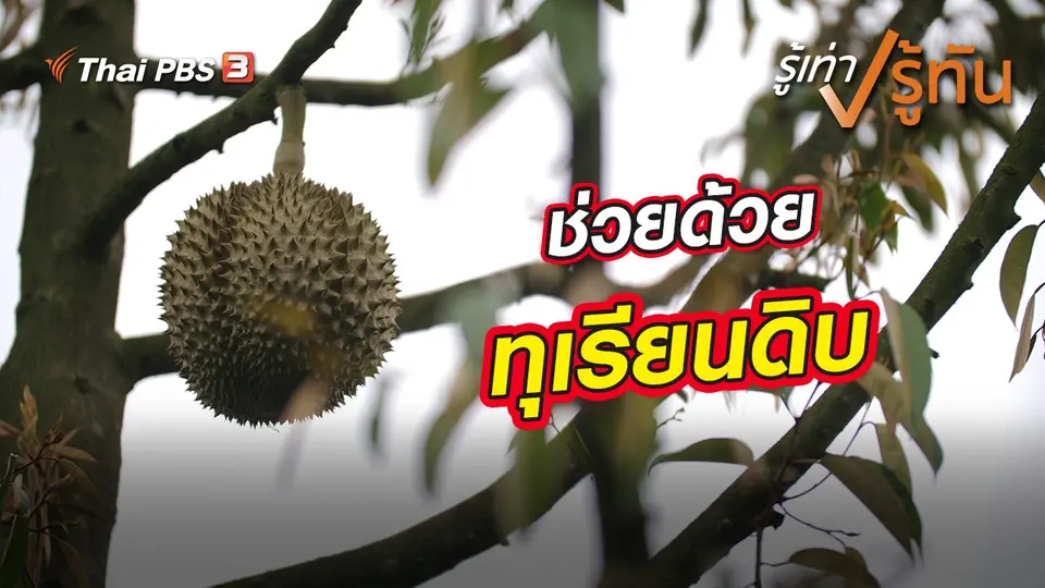 ช่วยด้วย ทุเรียนดิบ