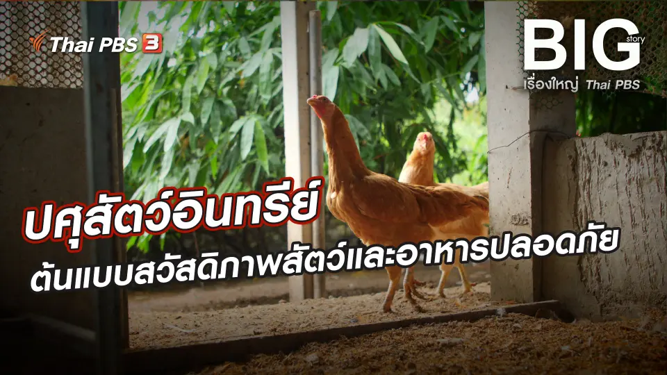 ปศุสัตว์อินทรีย์ ต้นแบบสวัสดิภาพสัตว์และอาหารปลอดภัย
