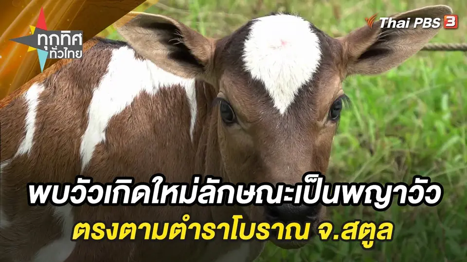พบวัวเกิดใหม่ลักษณะเป็นพญาวัวตรงตามตำราโบราณ จ.สตูล