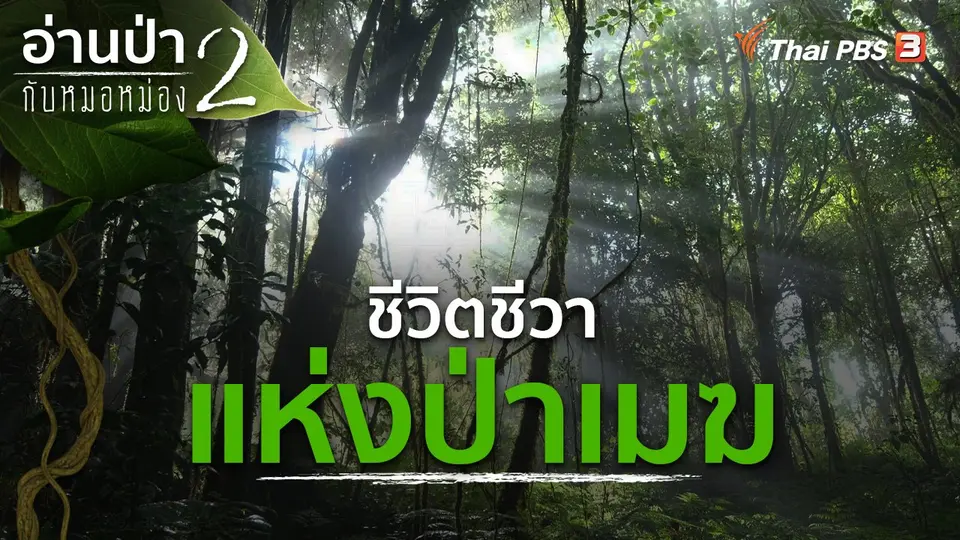 ชีวิตชีวาแห่งป่าเมฆ