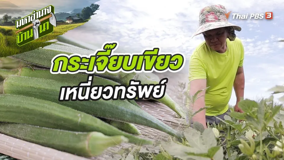 กระเจี๊ยบเขียวเหนี่ยวทรัพย์