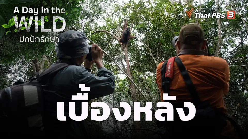 เบื้องหลัง