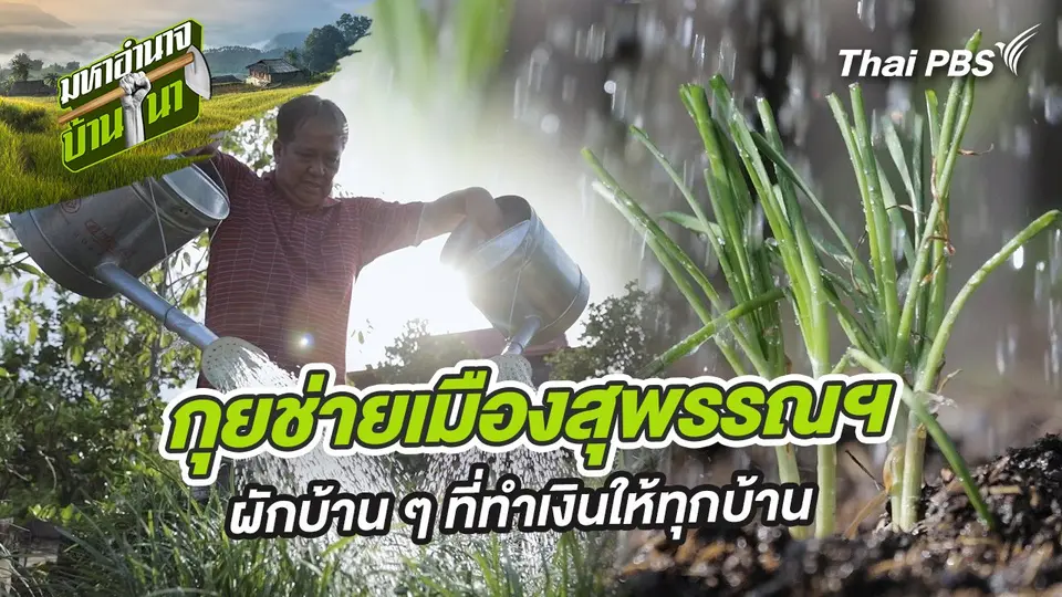 กุยช่ายเมืองสุพรรณฯ ผักบ้าน ๆ ที่ทำเงินให้ทุกบ้าน