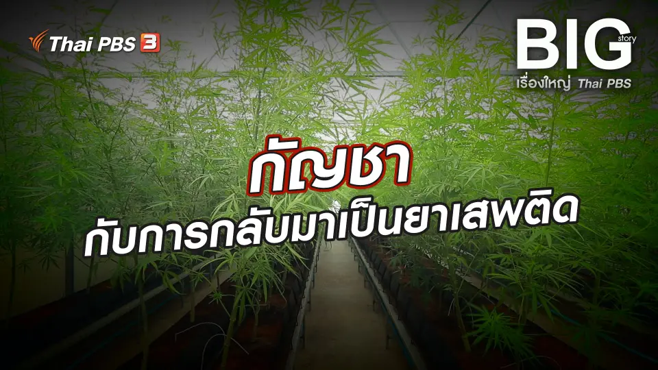 กัญชากับการกลับมาเป็นยาเสพติด