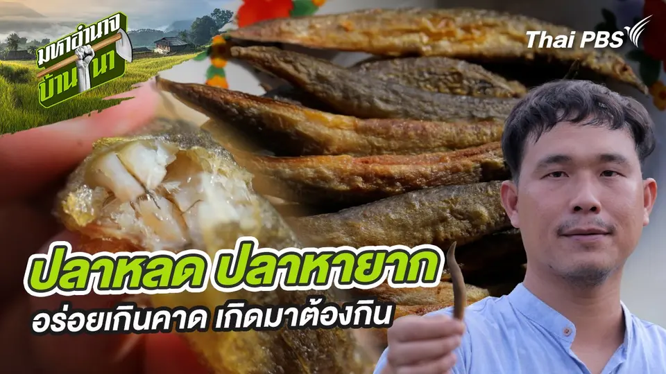 ปลาหลด ปลาหายาก อร่อยเกินคาด เกิดมาต้องกิน