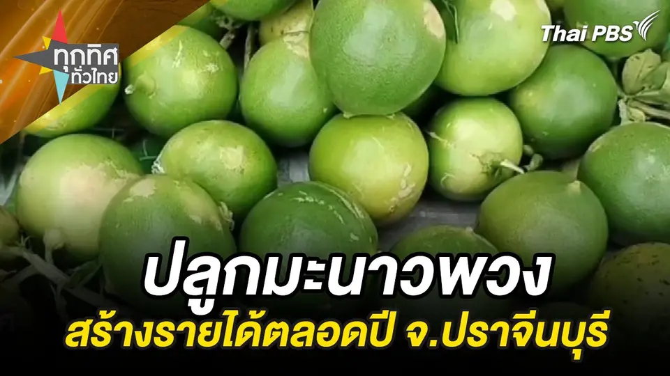 ปลูกมะนาวพวง สร้างรายได้ตลอดปี จ.ปราจีนบุรี