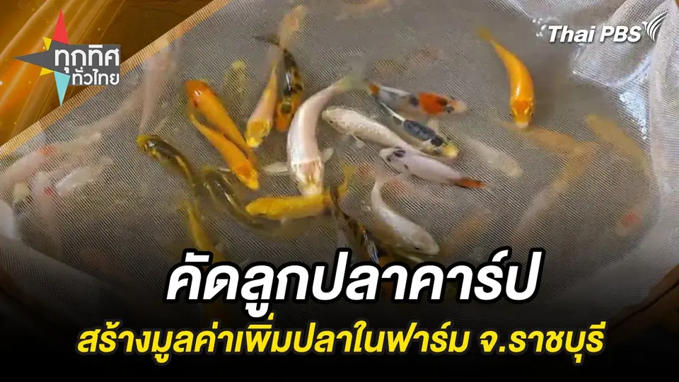 คัดลูกปลาคาร์ป สร้างมูลค่าเพิ่มปลาในฟาร์ม จ.ราชบุรี