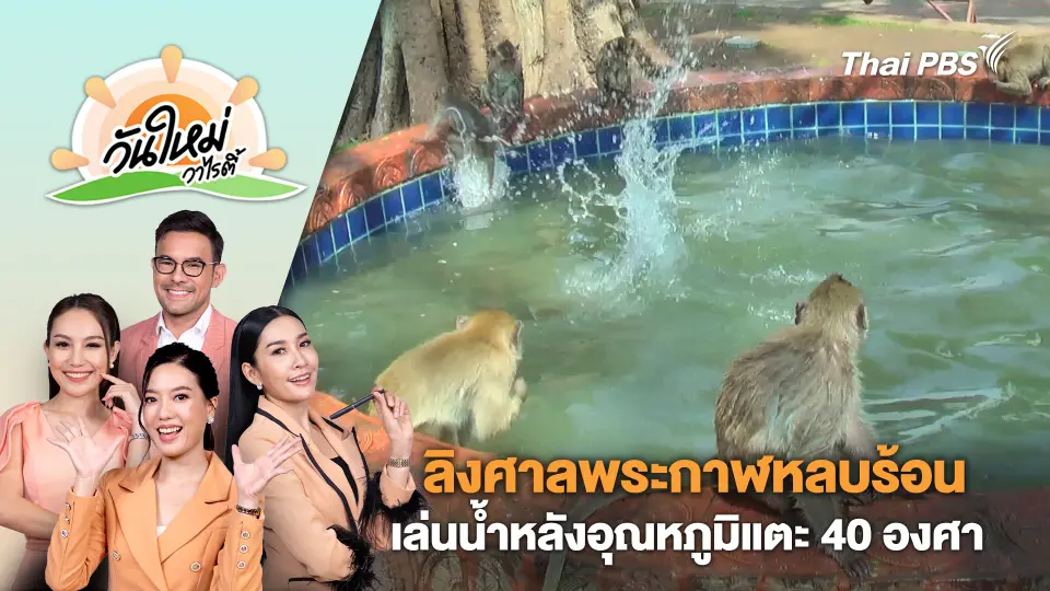 ลิงศาลพระกาฬหลบร้อนเล่นน้ำหลังอุณหภูมิแตะ 40 องศา | วันใหม่วาไรตี้ | 8 มี.ค. 67