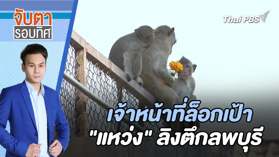 เจ้าหน้าที่ล็อกเป้า "แหว่ง" ลิงตึกลพบุรี | จับตารอบทิศ | 1 เม.ย. 67