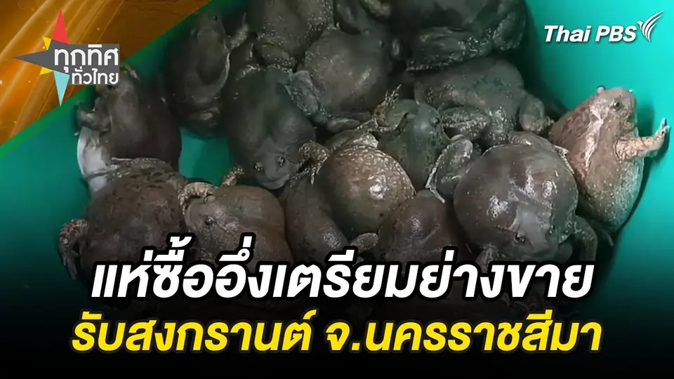 แห่ซื้ออึ่งเตรียมย่างขายรับสงกรานต์ จ.นครราชสีมา
