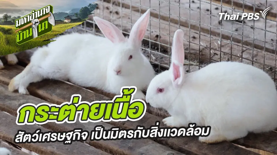 กระต่ายเนื้อ สัตว์เศรษฐกิจ เป็นมิตรกับสิ่งเเวดล้อม