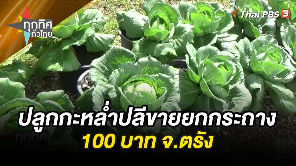 ปลูกกะหล่ำปลีขายยกกระถาง 100 บาท จ.ตรัง