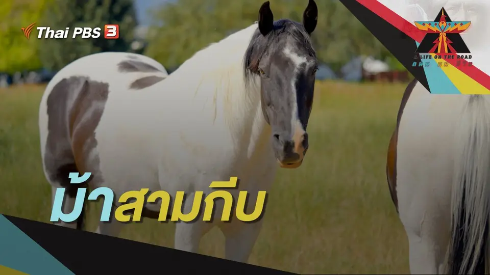 ม้าสามกีบ